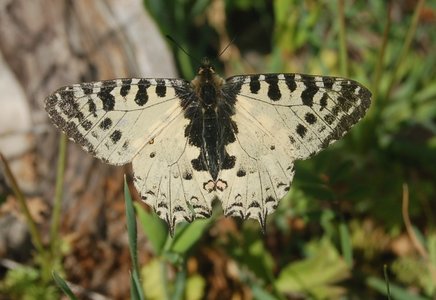 Zerynthia cerisyi - Samos, DSC_0057A