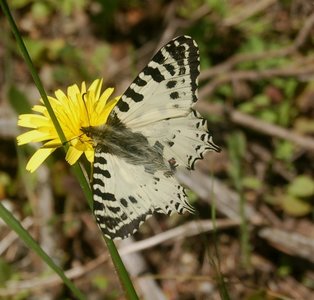 Zerynthia cerisyi - Samos, DSC_0083