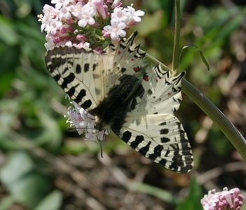 Zerynthia cerisyi - Samos, DSC_0608a