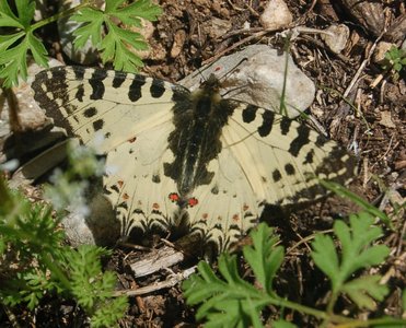 Zerynthia cerisyi - Samos, DSC_0706A