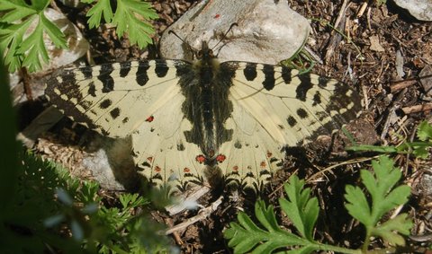 Zerynthia cerisyi - Samos, DSC_0713A