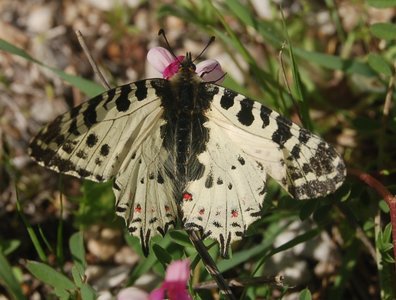 Zerynthia cerisyi - Samos, DSC_0966A