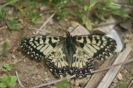 Zerynthia polyxena-Gagnières, 000012
