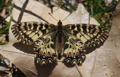 Zerynthia polyxena-Gagnières, 000014