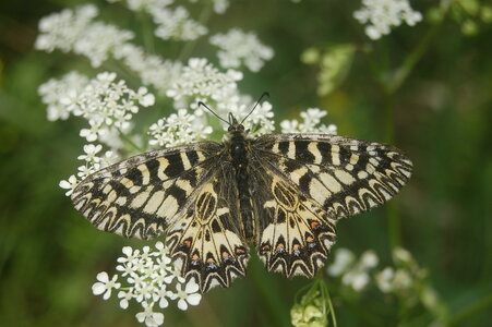 Zerynthia polyxena-Gagnières, 000039