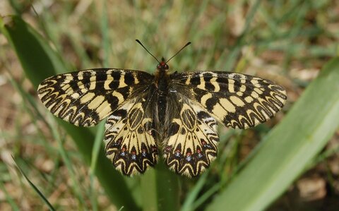 Zerynthia polyxena-Gagnières, 000081