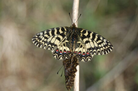 Zerynthia polyxena-Gagnières, 000178