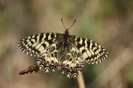 Zerynthia polyxena-Gagnières, 000188