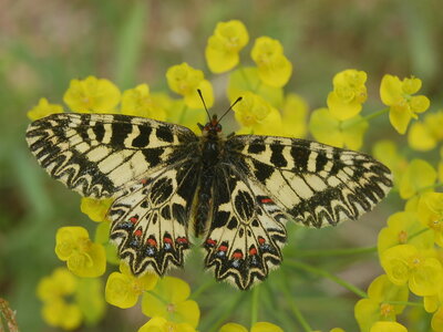 Zerynthia polyxena-Gagnières, 000417