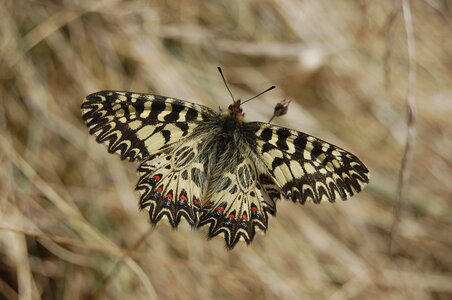 Zerynthia polyxena-Gagnières, A000092