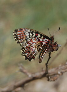 Zerynthia polyxena-Gagnières, A000177