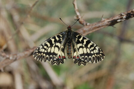 Zerynthia polyxena-Gagnières, A000179