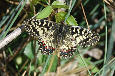 Zerynthia polyxena-Gagnières, A000181