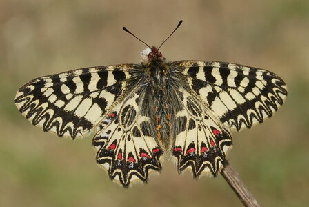 Zerynthia polyxena-Gagnières, A000348