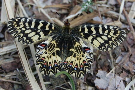 Zerynthia polyxena-Gagnières, A000541