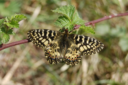 Zerynthia polyxena-Gagnières, A000571