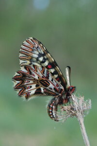 Zerynthia polyxena-Gagnières, A000860-001