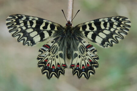 Zerynthia polyxena-Gagnières, A000897