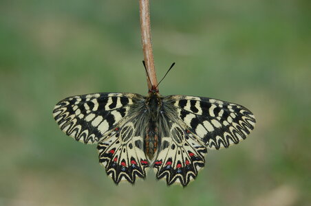 Zerynthia polyxena-Gagnières, A000905