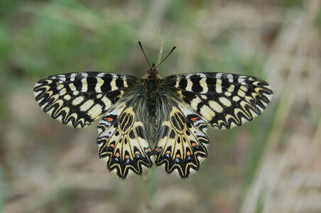 Zerynthia polyxena-Gagnières, A000949