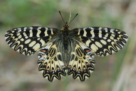 Zerynthia polyxena-Gagnières, A000950