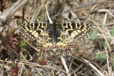 Zerynthia polyxena-Gagnières, A000970