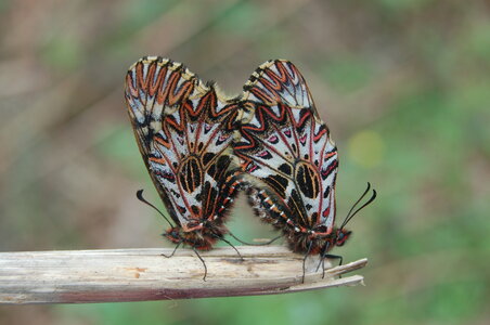 Zerynthia polyxena-Gagnières, Accouplement