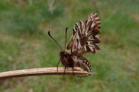 Zerynthia polyxena-Gagnières, B000146
