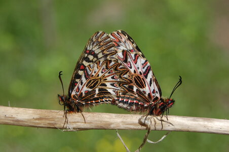 Zerynthia polyxena-Gagnières, B000556