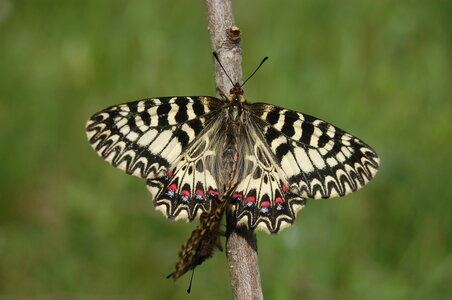 Zerynthia polyxena-Gagnières, B000566