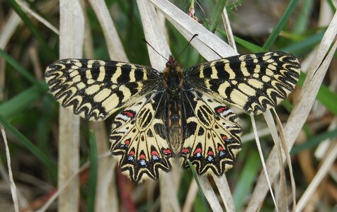 Zerynthia polyxena-Gagnières, Copie  2  de 000208