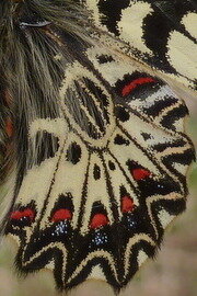 Zerynthia polyxena-Gagnières, Copie  2  de B000143