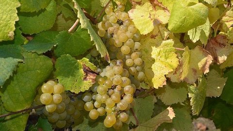 Photos La Haye-Fouassière, melondebourgogne