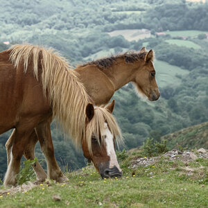 @fmbdx@piaille.fr 2019, Pays Basque : Rando vers la Rhune