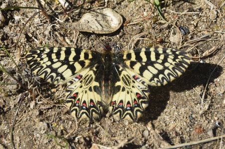 Zerynthia polyxena Gagnières 2019, DSC_0055