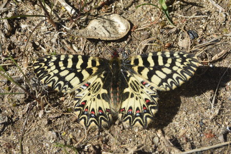 Zerynthia polyxena Gagnières 2019, DSC_0056