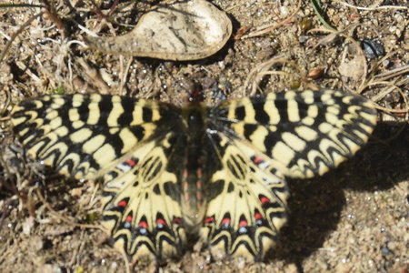 Zerynthia polyxena Gagnières 2019, DSC_0057