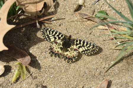 Zerynthia polyxena Gagnières 2019, DSC_0090