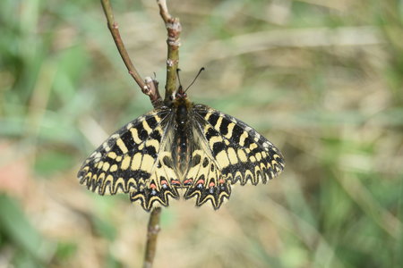 Zerynthia polyxena Gagnières 2019, DSC_0134