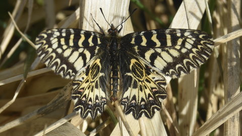 Zerynthia polyxena Gagnières 2019, DSC_0155