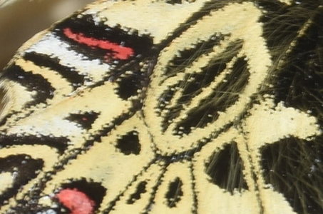 Zerynthia polyxena Gagnières 2019, DSC_0159