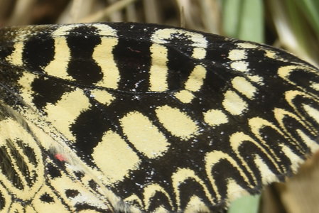 Zerynthia polyxena Gagnières 2019, DSC_0160