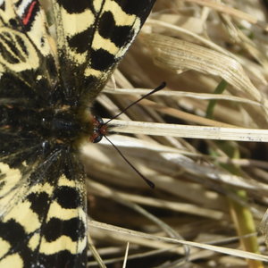 Zerynthia polyxena Gagnières 2019, DSC_0163
