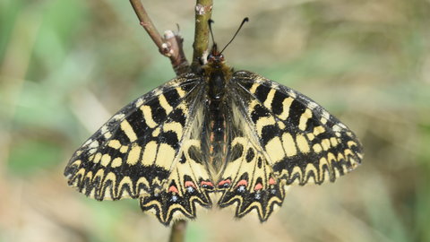 Zerynthia polyxena Gagnières 2019, DSC_0169