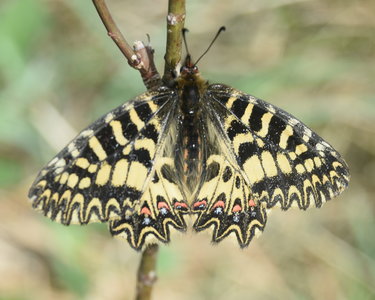 Zerynthia polyxena Gagnières 2019, DSC_0170