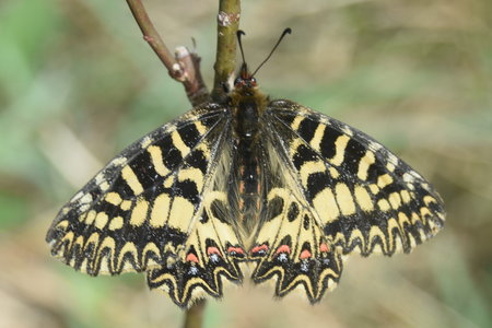 Zerynthia polyxena Gagnières 2019, DSC_0171