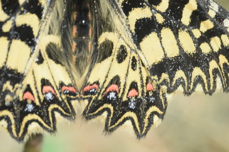 Zerynthia polyxena Gagnières 2019, DSC_0173