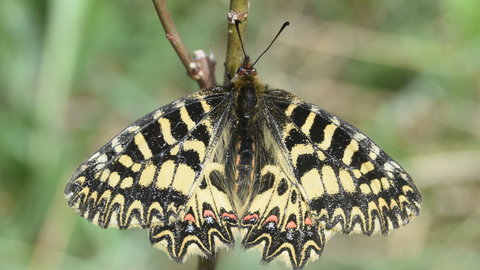 Zerynthia polyxena Gagnières 2019, DSC_0174