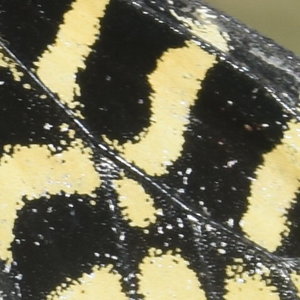 Zerynthia polyxena Gagnières 2019, DSC_0176