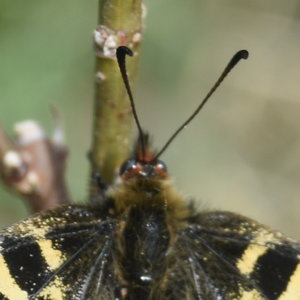 Zerynthia polyxena Gagnières 2019, DSC_0178